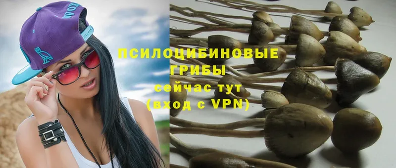 где найти   Балашов  Псилоцибиновые грибы прущие грибы 